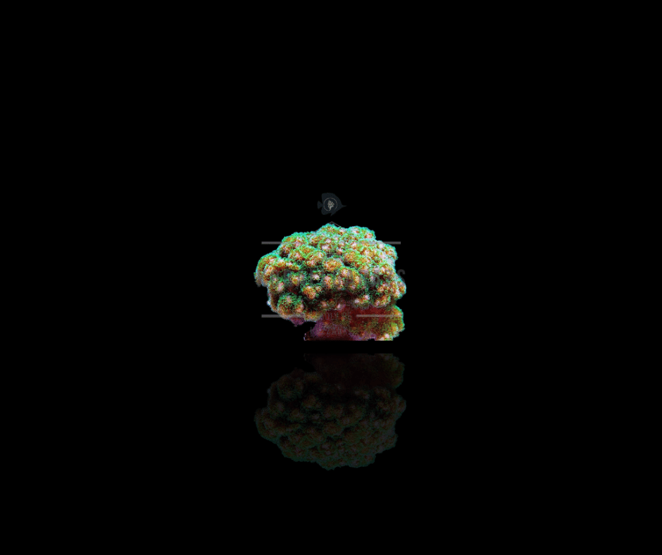 Pocillopora damicornis (Yellow-Green)